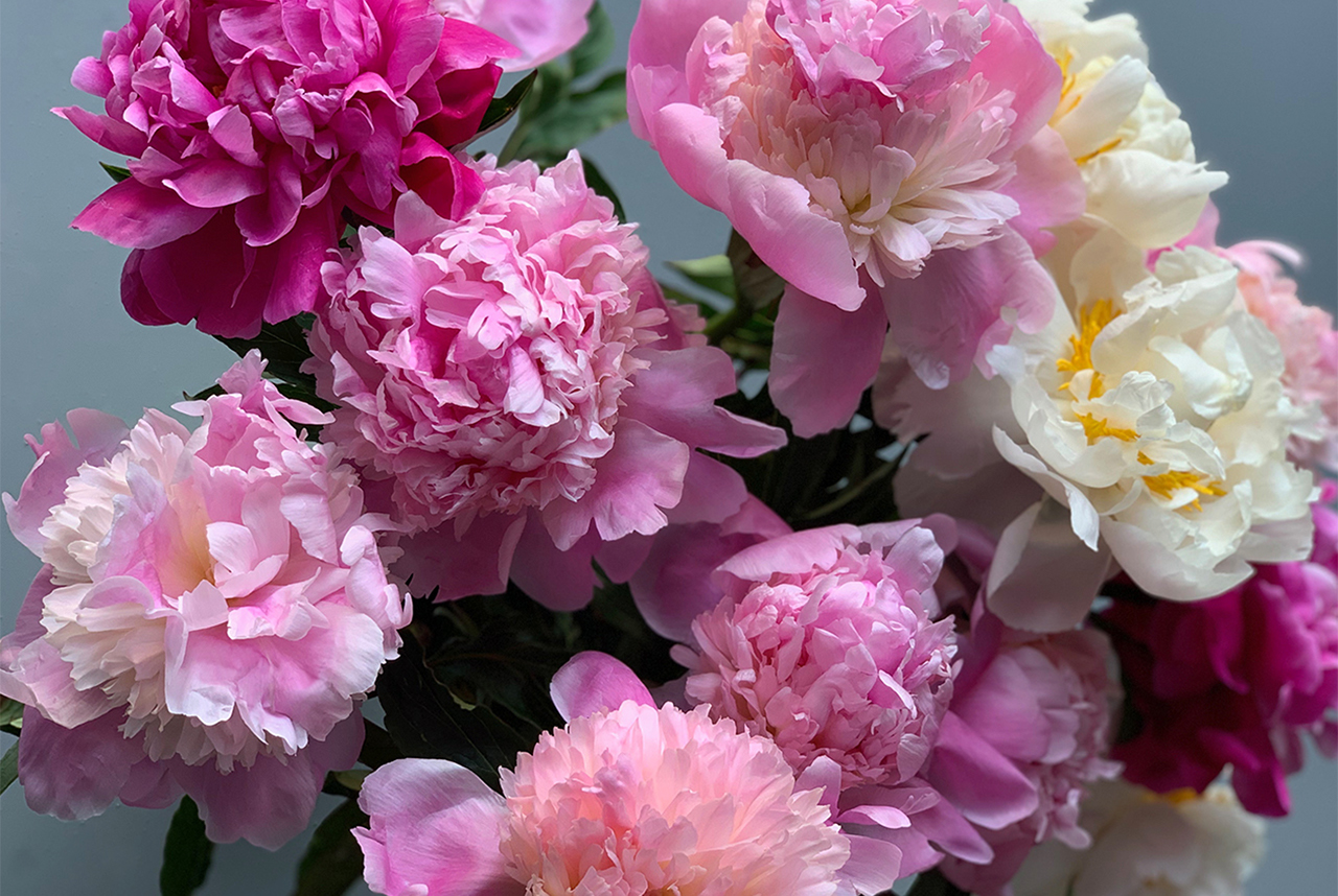 A top-down shot of a beautiful bunch of blooming Trader Joe's Peonies in shades of pink, purple, and white.