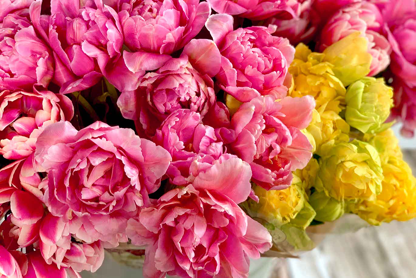 A bucket filled with several bunches of bright pink, red, & yellow Trader Joe's Peony Tulips.