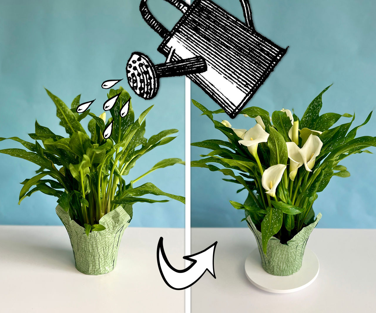 buy split leaf philodendron online Philodendron Split Leaf Selloum