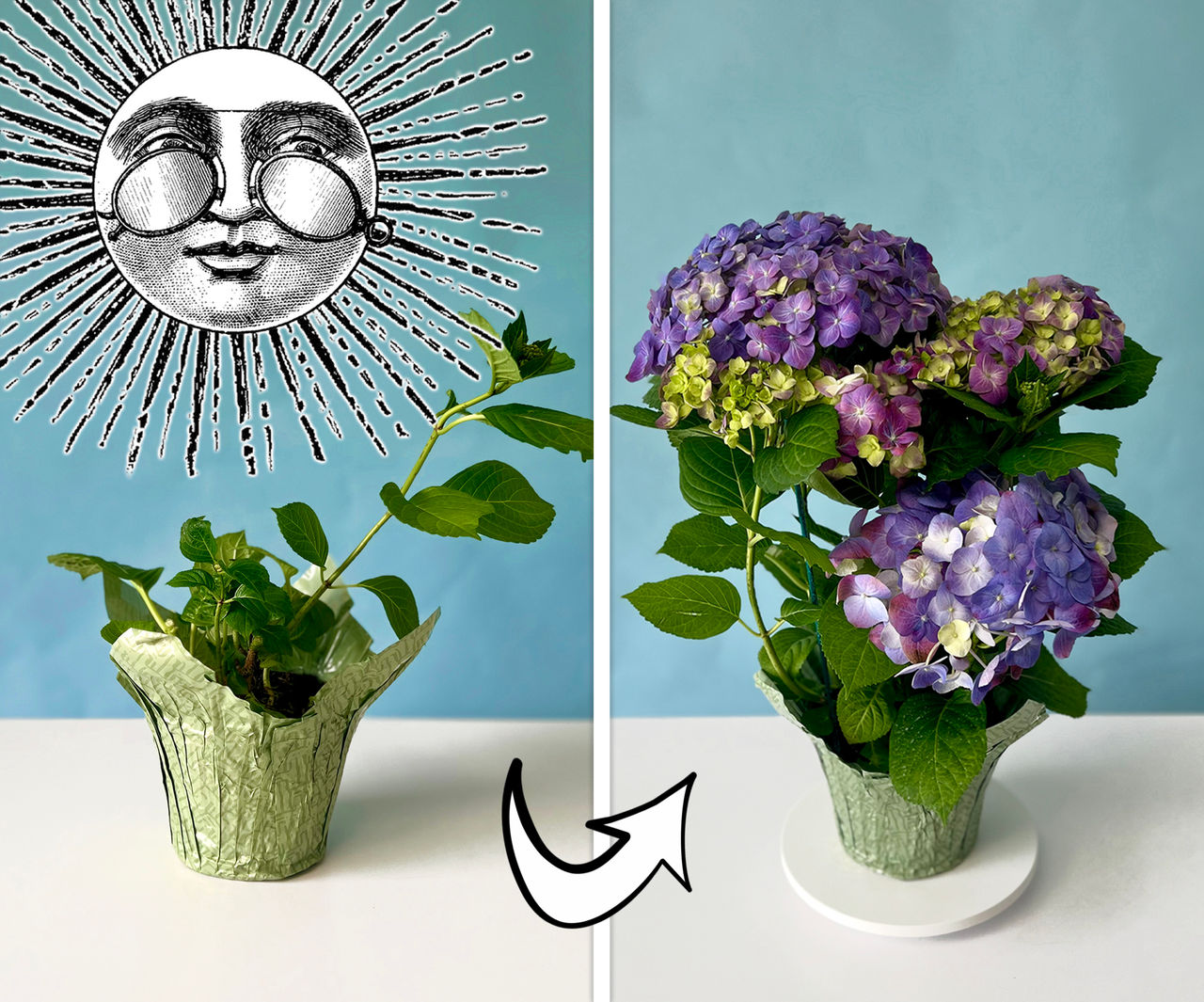 More Blooms for Your Buck | Trader Joe's
