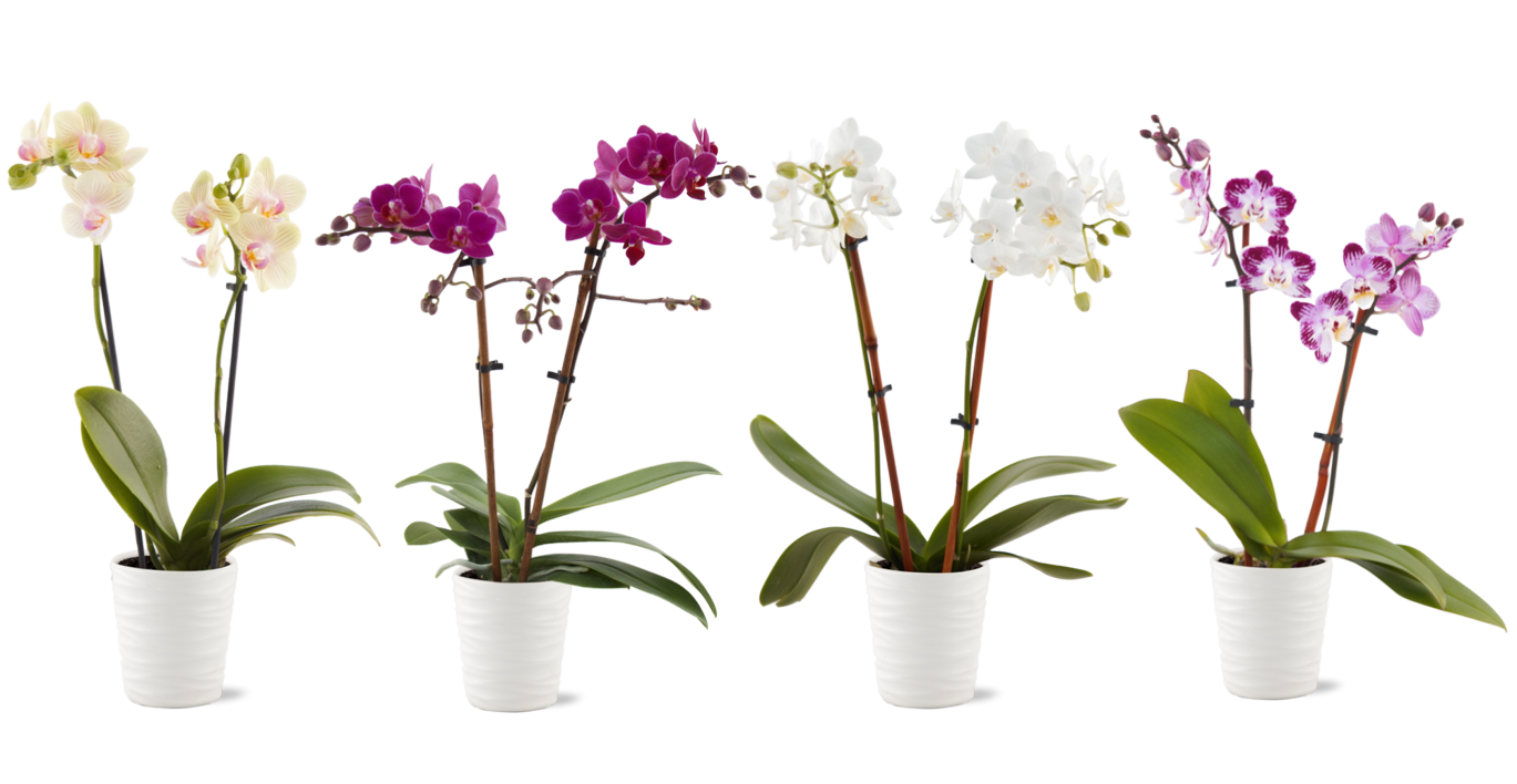 Small Phalaenopsis Orchid in Ceramic