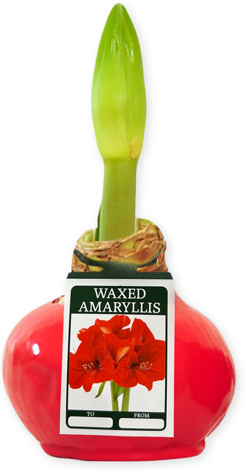 Waxed Amaryllis Bulb