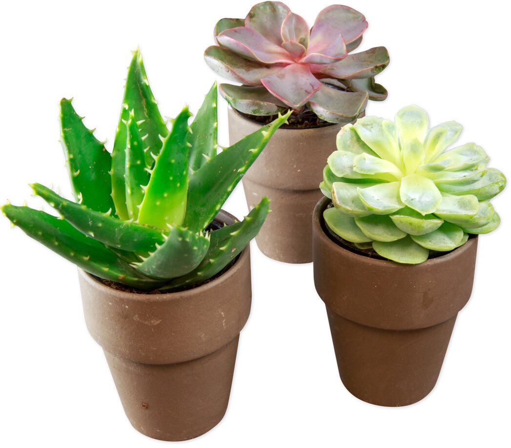 Mini Asst Succulents in Terra Cotta | Trader Joe's