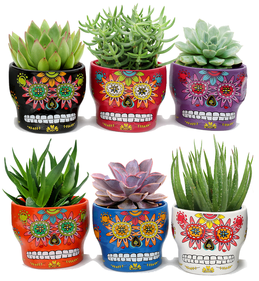 Trader Joe’s Edible Flowers Best Flower Site