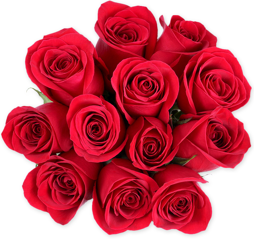 Dozen Red Roses