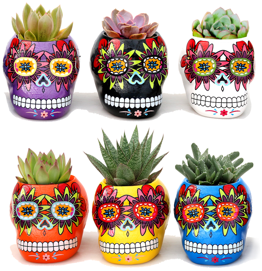 Trader Joe’s Edible Flowers Best Flower Site