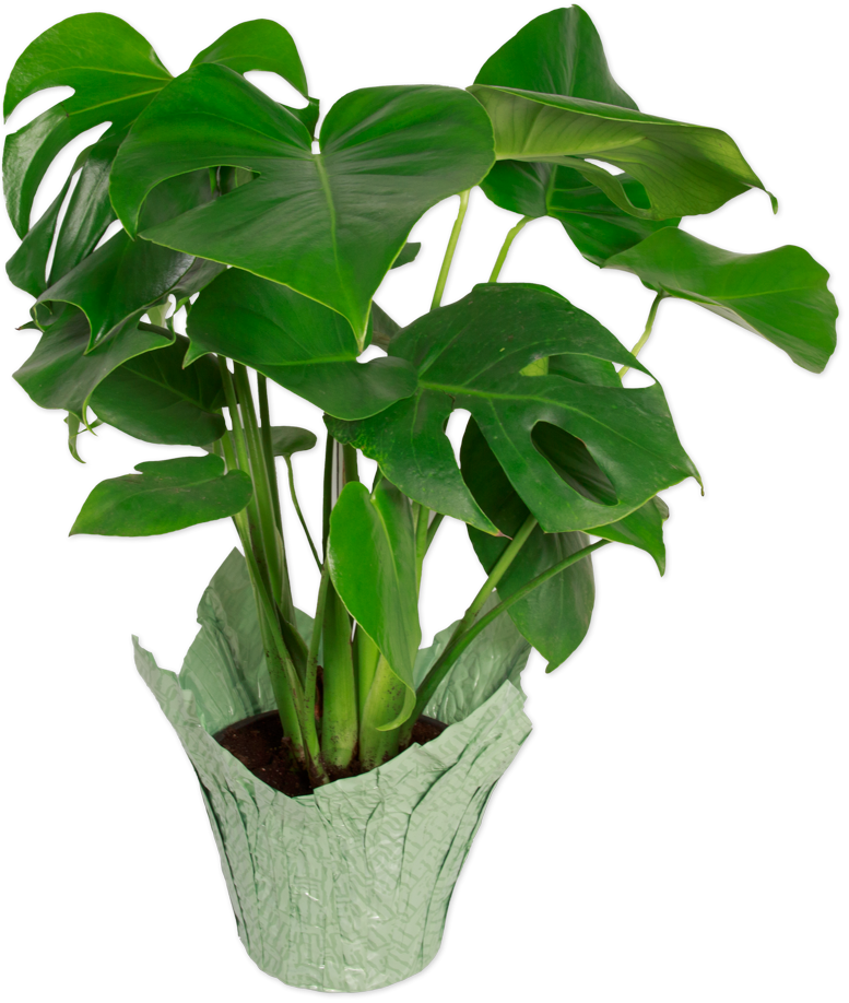 Premium Monstera | Trader Joe's