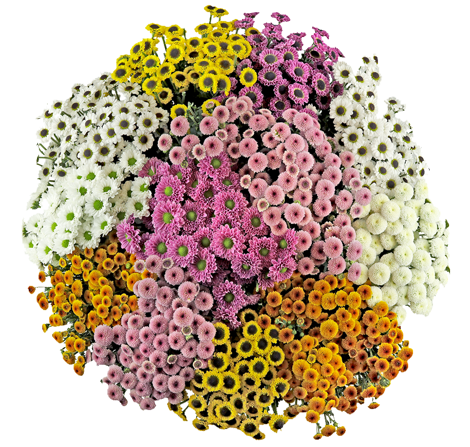 Dotty Micro Poms Bunch