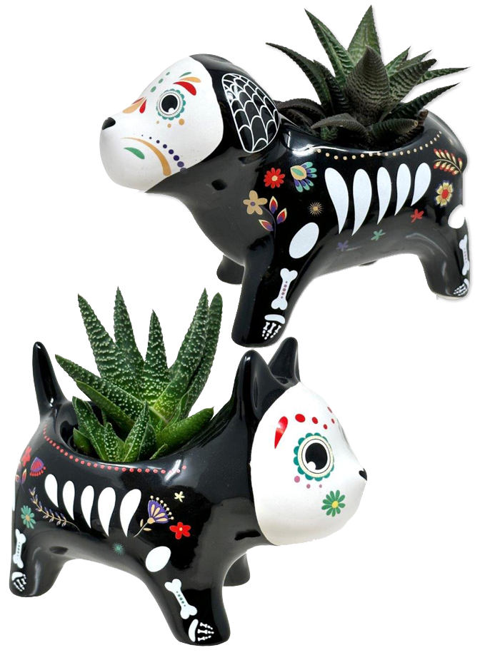 Trader Joe's Day of the Dead Cat and Dog Succulent