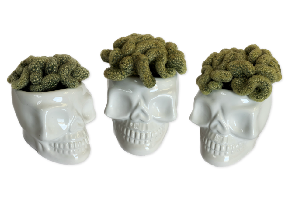 Trader Joe's Brain Cacti in Ceramic Skull