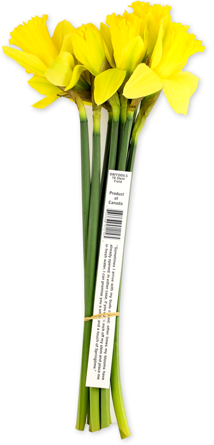 Daffodils, 10 stems