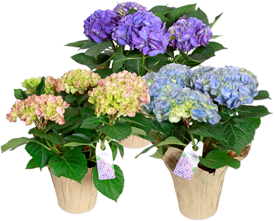 Trader Joe's Large Potted Hydrangea