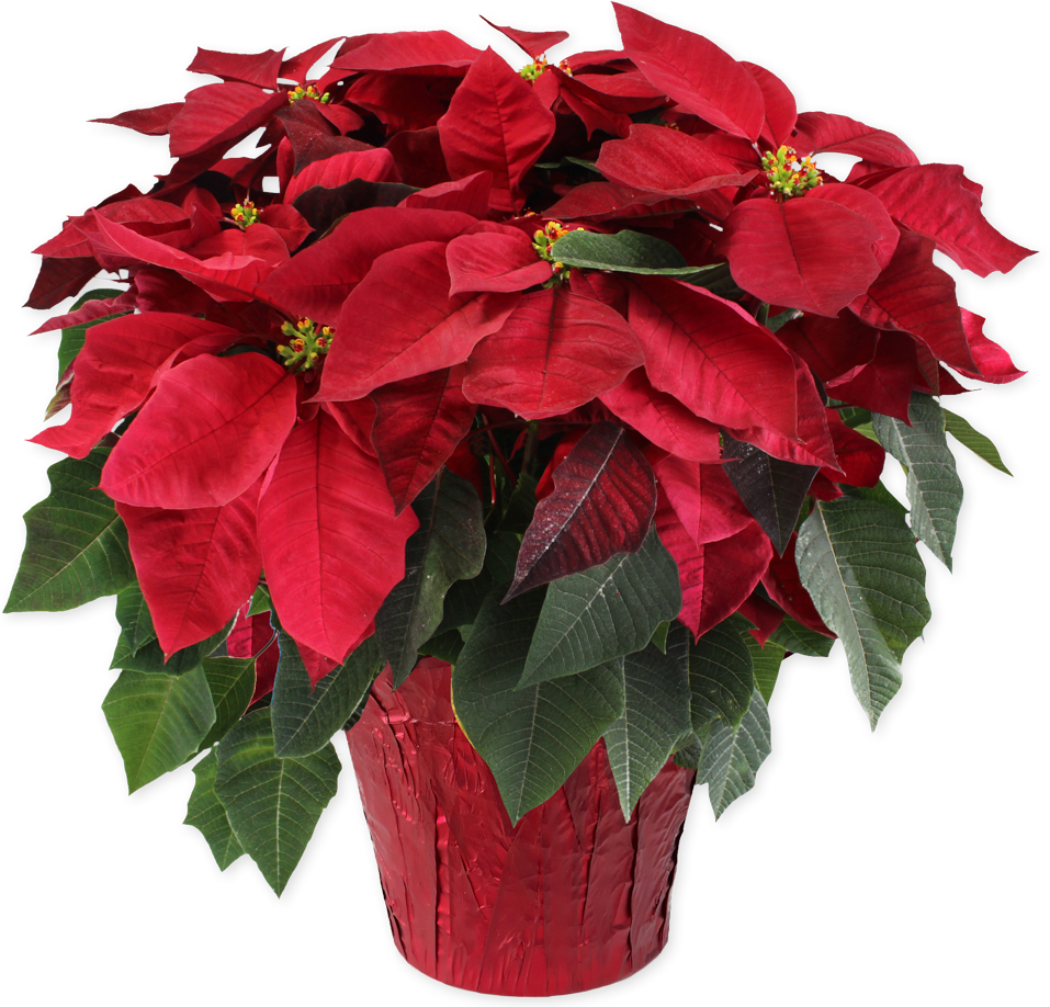 baumfreund philodendron Philodendron selloum  Plant Material