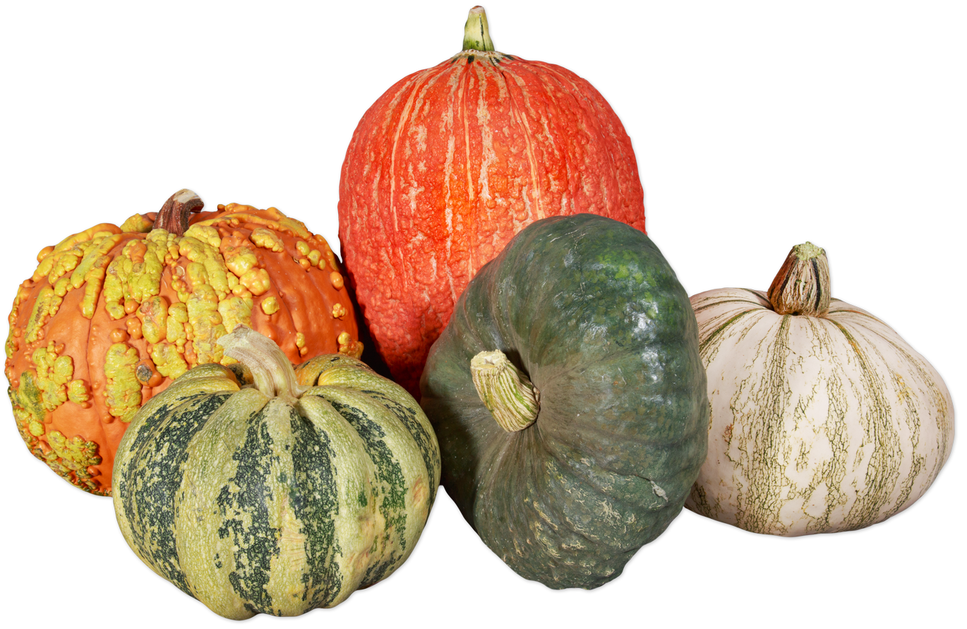 Autumn Mixed Pumpkins
